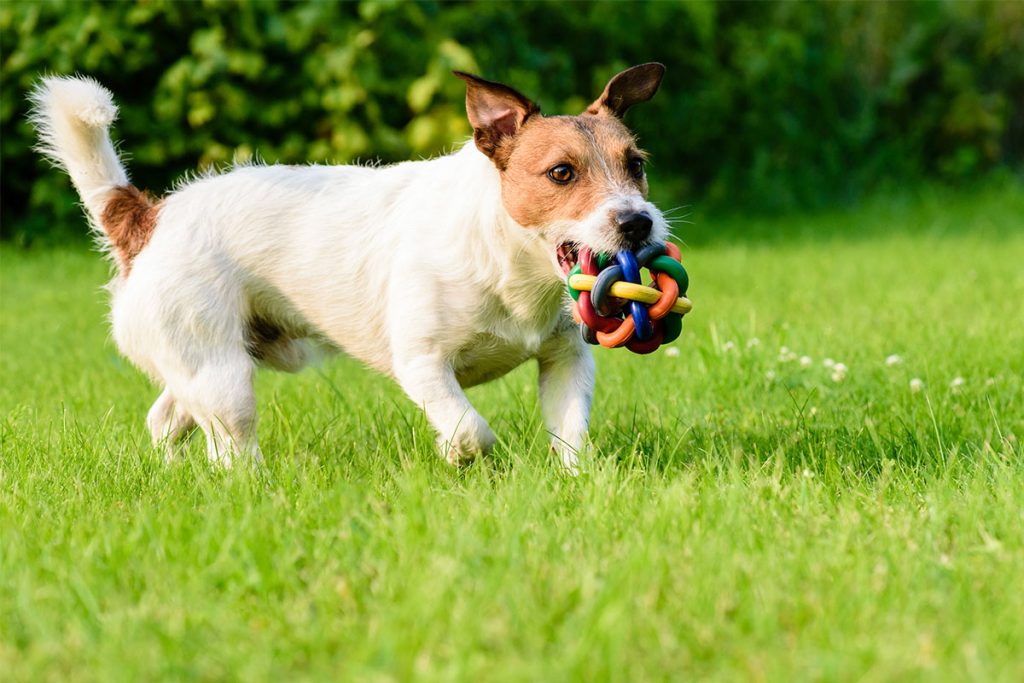 Animal Care Apprenticeships