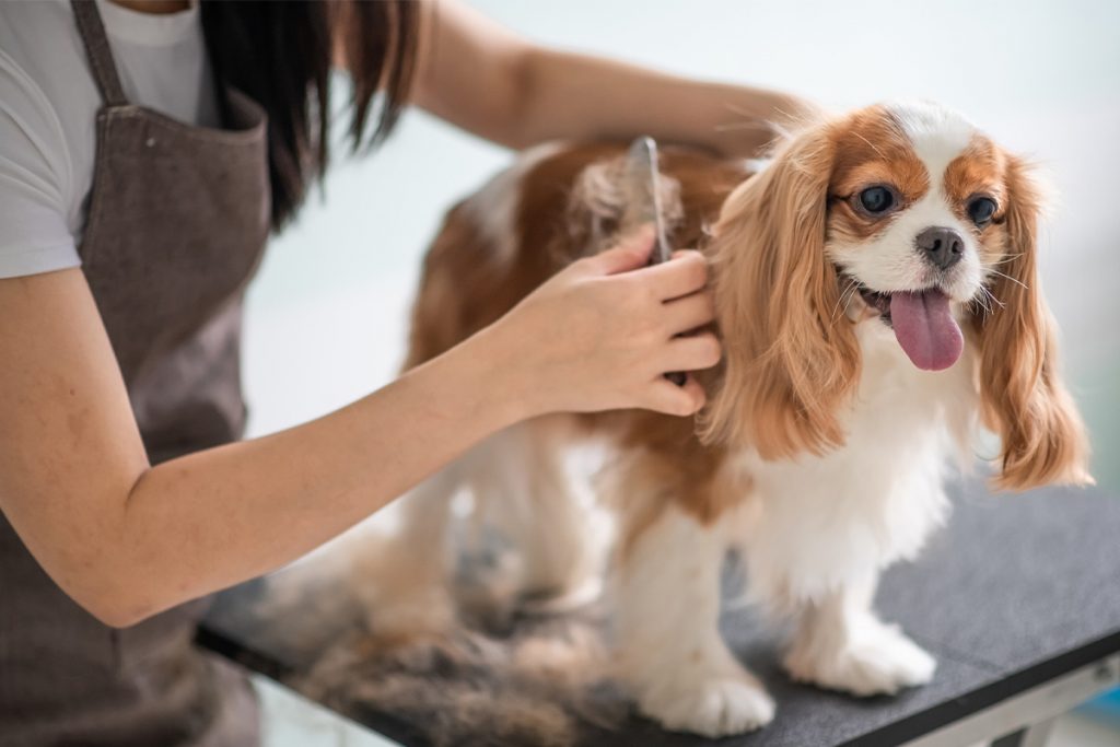 KEITS News, Events and Updates - Available Animal Care Vacancies