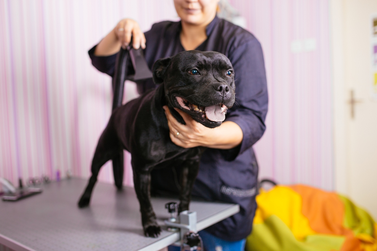 Dog grooming jobs