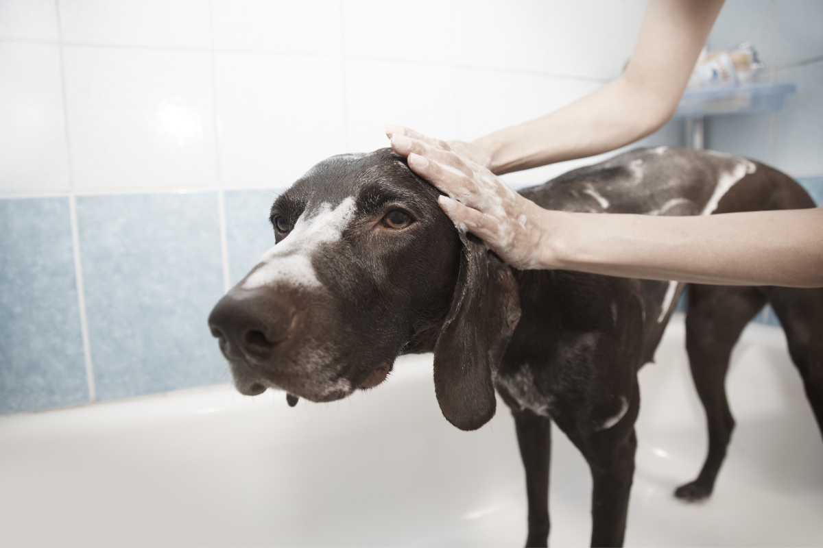 KEITS dog grooming apprenticeship