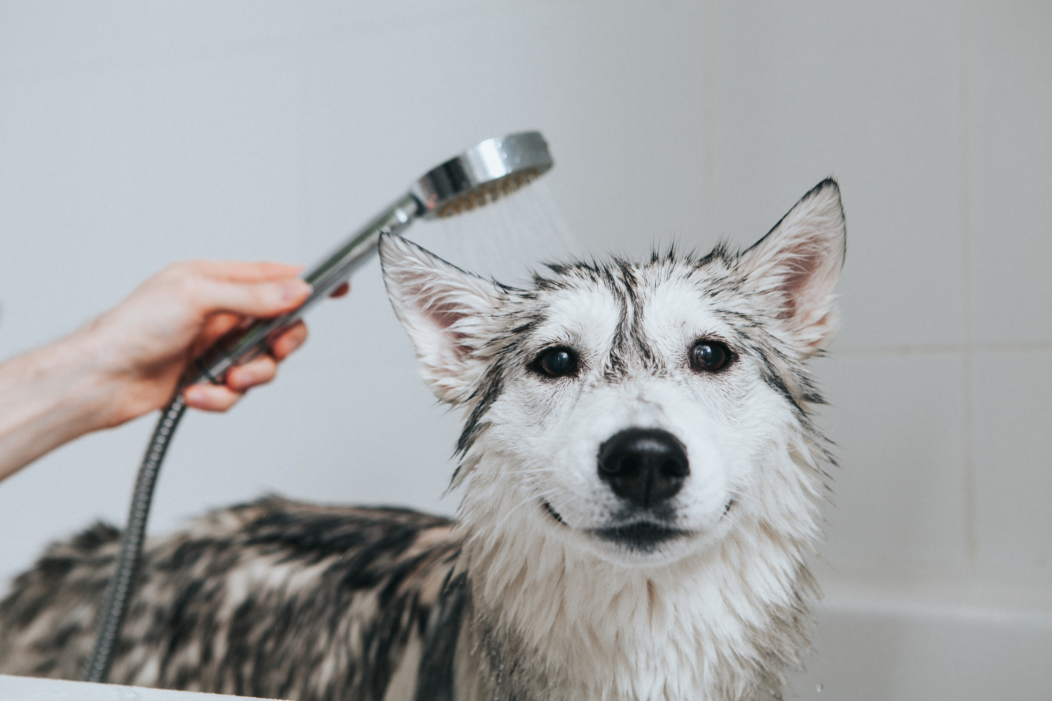 KEITS dog grooming apprenticeship