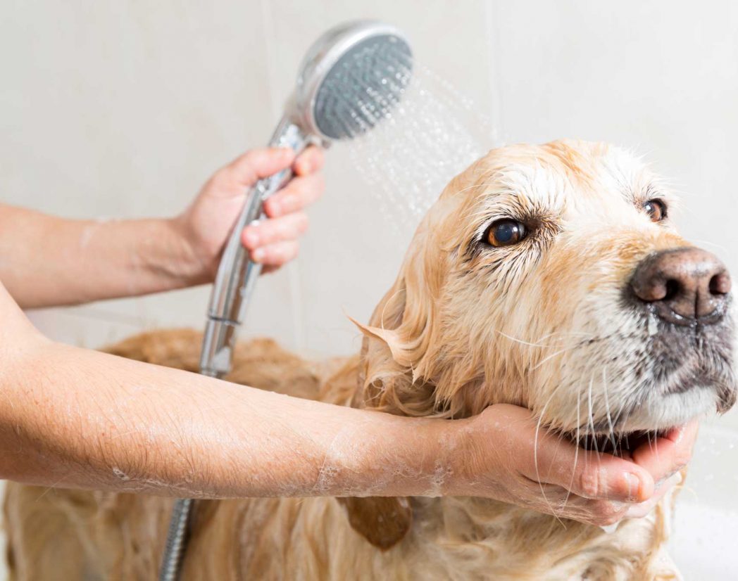 Dog-Groom-Bathing