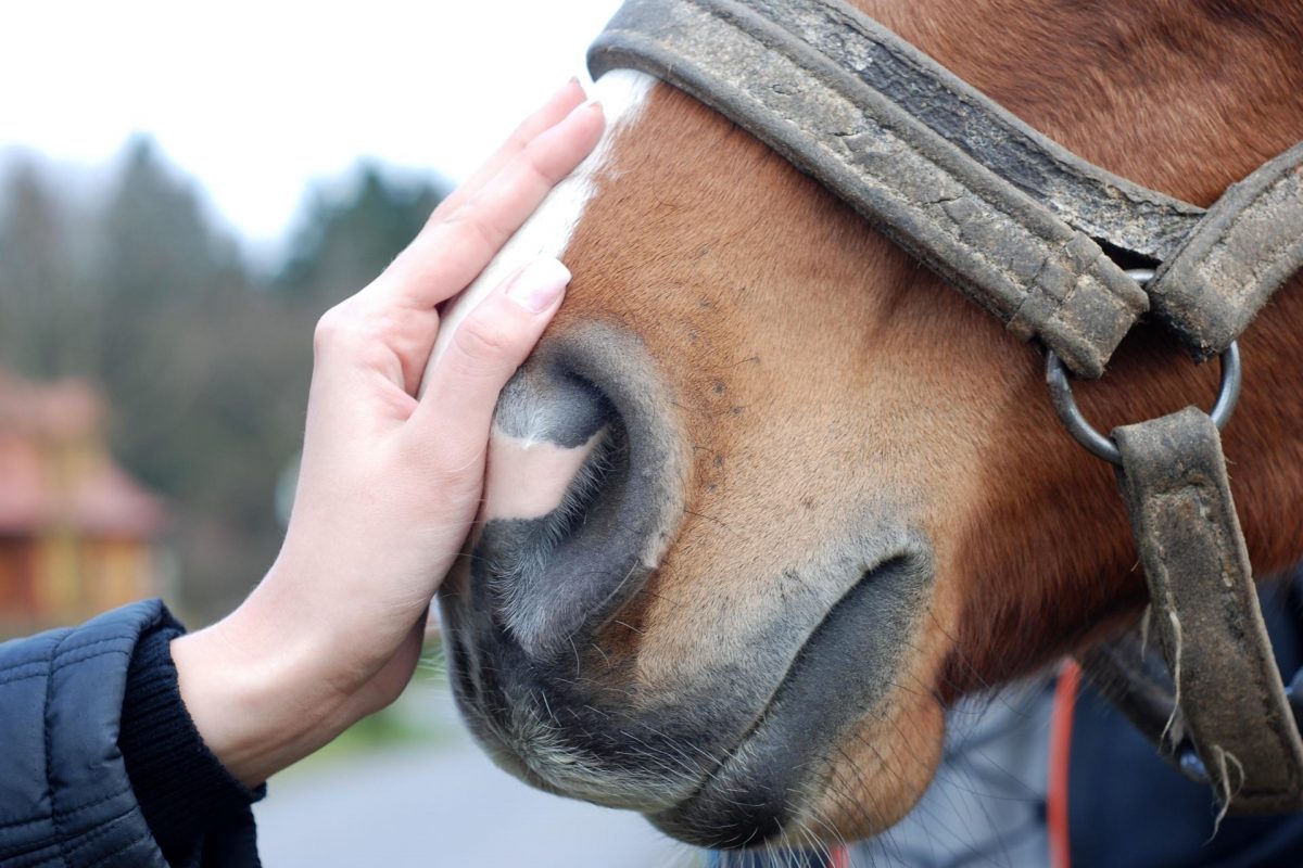KEITS Equine and Horse Care Apprenticeship Courses