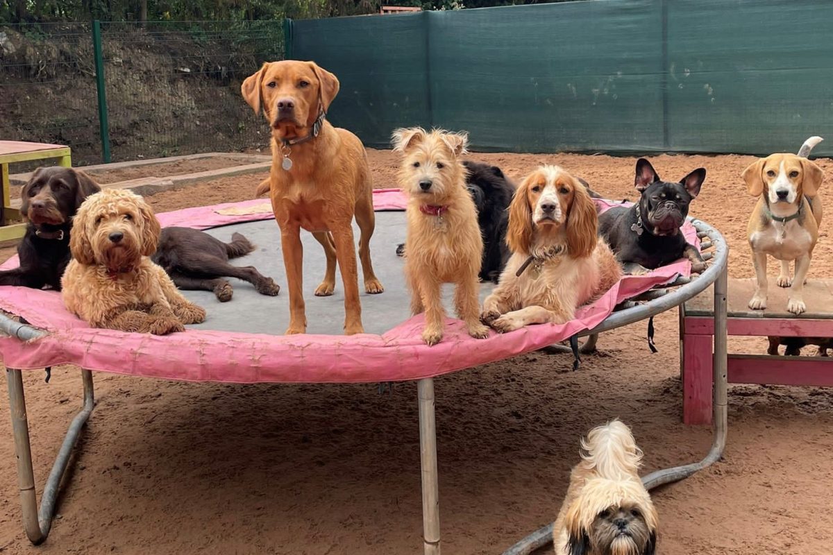 dogtastic day care