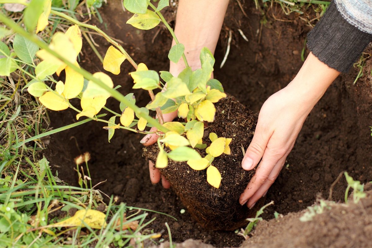 Ground maintenance horticulture apprentice in London