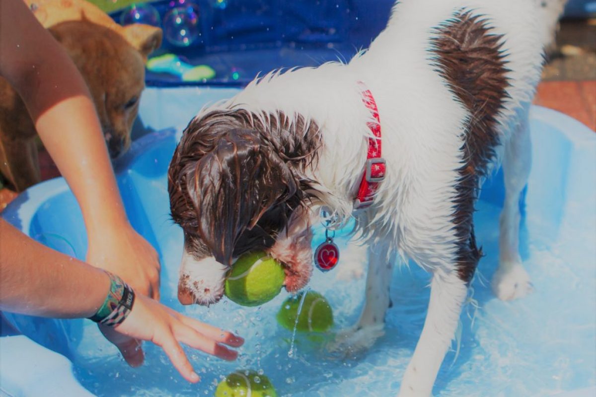 ‬ipswich doggy day care